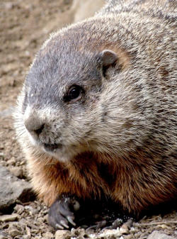 A picture of a Groundhog to support an article about effective sales development techniques.